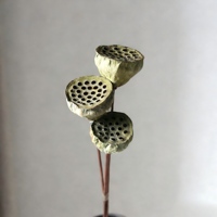 Lotus séché à double fleur avec tiges naturelles pour art aquatique, centre de table de mariage, décoration bohème pour la maison