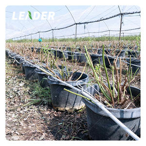 <span class=keywords><strong>Kit</strong></span> de serre à myrtille avec couvercle <span class=keywords><strong>en</strong></span> plastique galvanisé, <span class=keywords><strong>abri</strong></span> contre la pluie multi-usage - Product Image 1