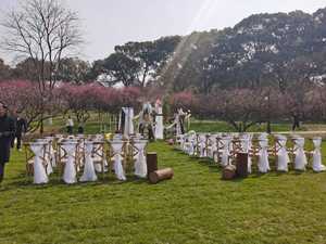 Sillas Chiavari de Madera Apilables <span class=keywords><strong>al</strong></span> por Mayor, Color Blanco con Veteado de Madera, Resina, Haya, Roble, para <span class=keywords><strong>Bistro</strong></span>, Comedor, Alquiler, Bodas, con Respaldo Cruzado - Product Image 2