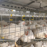 Système de cages automatiques de haute qualité pour poules pondeuses et poulets de chair pour poulailler