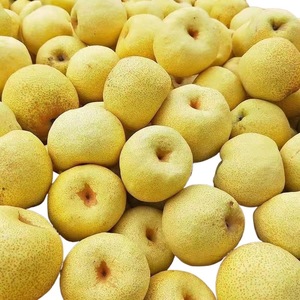 ลูกแพร์พรีเมี่ยม2024จาก Dangshan Anhui-ผลไม้ขนาดใหญ่จากต้นไม้เก่าแก่ร้อยปีรสหวานถนอมน้ำบรรจุภัณฑ์จำนวนมาก - Product Image 4