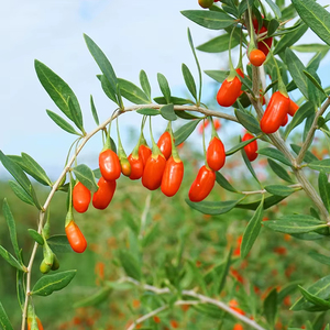 Fabrika doğrudan prim <span class=keywords><strong>Ningxia</strong></span> <span class=keywords><strong>Goji</strong></span> meyveleri büyük boy ilk hasat kurutulmuş <span class=keywords><strong>Goji</strong></span> <span class=keywords><strong>Ningxia</strong></span> <span class=keywords><strong>Goji</strong></span> bitkisel çay için 1kg güçlü tedarikçisi - Product Image 5