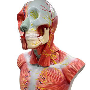 Memamerkan lapisan kepala dan leher dengan otak dan ZM1203 38.5*24*50 - Product Image 6