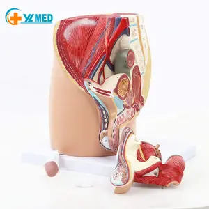 Anatomi modelleri yetişkin erkek Pelvis erkek Genital sistem modeli İnsan anatomisi Median Sagittal bölüm modeli