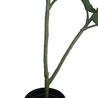 CHUANGFA 90cm artificielle Ficus Pandurata Hance bonsaï olivier en plastique pour la décoration de bureau pour les occasions d'anniversaire et de Pâques