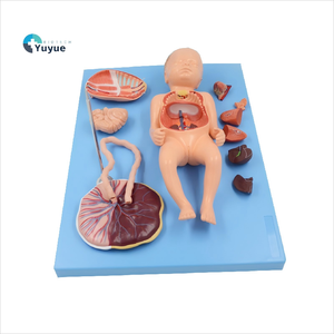 Modell des fetalen Kreislaufs ystems mit 13 viszeralen Teilen-Vollzeit-Demonstration der fetalen Anatomie - Product Image 1