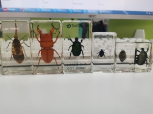 Artigianato in resina trasparente personalizzato veri insetti scarabeo a braccio lungo <span class=keywords><strong>e</strong></span> campione acrilico in resina di insetti - Product Image 6