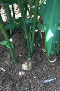 Exportación de jengibre fresco para bebés desde Vietnam | Proveedor a granel de jengibre orgánico joven en todo el mundo - Product Image 6