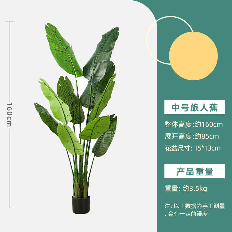 Bird of paradise bonsai - height about 160cm, medium size