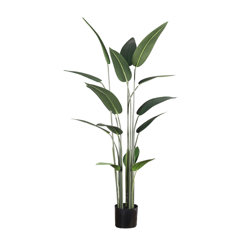 1.4M Bird of Paradise