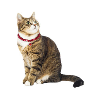 Summer Pet Dress-Up Set Funny <b>Cat</b> and Dog Beaded Necklace Pendant Jewelry Made of Cotton and Polyester - Product Image 1