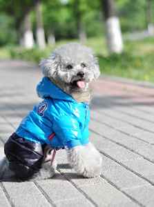 Jxanry Herfst En Winter Viervoetige Huisdierenkleding Verdikte Hondendonsjas Met Capuchon Groothandel Huisdierkleding - Product Image 5