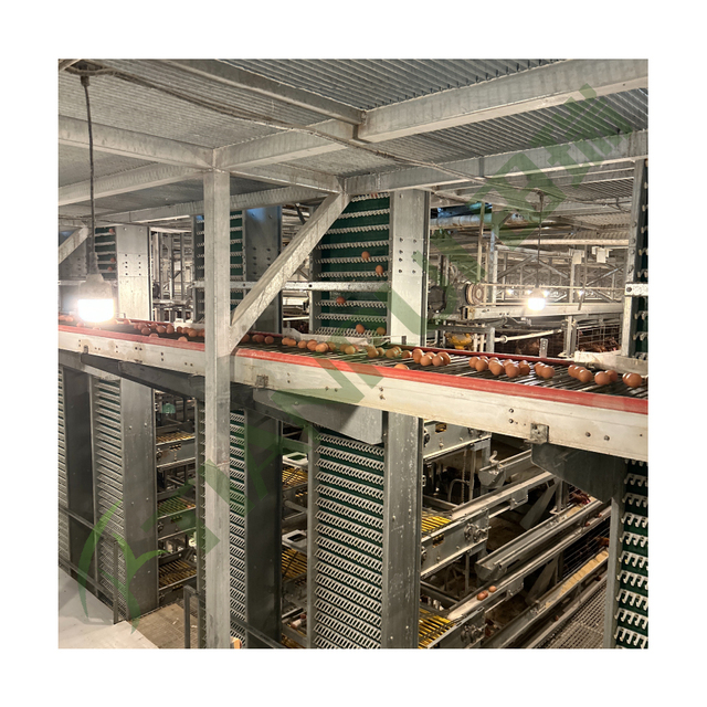 New Poultry House Equipment Modern Design H Type Automatic System with Galvanized Steel for 10000 Layer Chickens Chicken Farm