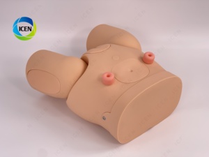 IN-M9 tiên tiến PVC con người giải phẫu hệ thống tiết niệu nam hệ thống đường tiết niệu mô hình với tuyến thượng thận niệu quản và bàng quang - Product Image 2