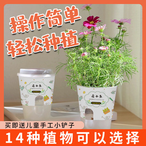Mini-plantes en pot pour bureau, boîte mystère de plantes vertes, boîte mystère de plantes pour enfants, fleurs d'intérieur faciles d'entretien pour les paresseux - Product Image 3