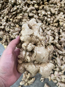 Gingembre frais du Vietnam certifié HACCP pour l'exportation vers les Émirats arabes unis, l'Arabie saoudite, le Qatar et Oman - Product Image 4