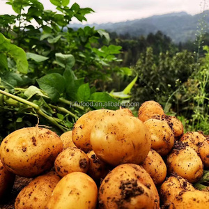 Pommes <span class=keywords><strong>de</strong></span> <span class=keywords><strong>terre</strong></span> russettes biologiques fraîches, vente en gros d'usine, provenance du Shandong, 7 cm - Product Image 1