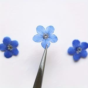Flor Natural Real Seca Forget Me Not Pressed <span class=keywords><strong>para</strong></span> Funda de Teléfono, Marcador Epoxi Botánico, Fabricación de Joyas de Resina, Arte Enmarcado - Product Image 6