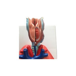 चिकित्सा विज्ञान अभ्यास प्राकृतिक आकार मानव शरीर रचना आंत आंत आंत श्वसन प्रणाली स्वरीय स्वरयंत्र हृदय फेफड़ों के मॉडल - Product Image 3