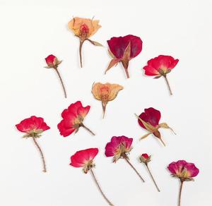 I645 <span class=keywords><strong>Rose</strong></span> a pressione laterale vere piccole <span class=keywords><strong>Rose</strong></span> fiori secchi pressati colori tinti per decorazioni - Product Image 4
