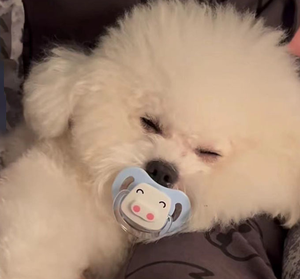 FishPrincess Pet Puppy Gatinho Calmante Chupeta Durável Mordida Resistente Cão Dentes Molar Brinquedo Pet Gato Mastigar Brinquedo - Product Image 6