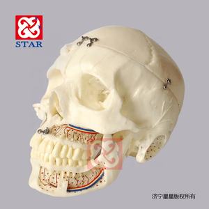 Natuurlijke Grootte Schedel Model Met Zenuw Tanden <span class=keywords><strong>Sinus</strong></span> Voor Demonstratie - Product Image 2