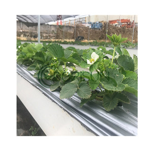 Plante de fraise européenne, tour de jardinage verticale, Pots, Cube d'eau, prise de jardin, système européen avec poteau - Product Image 3