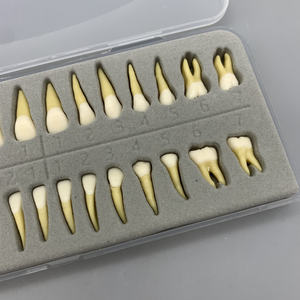Modello dentale 28 doppio colore adulto bocca piena standard di educazione dentale denti realistici con radici - Product Image 4