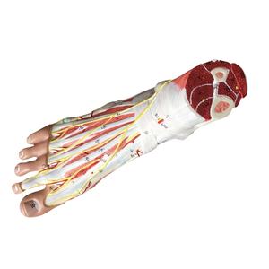 Modelo <span class=keywords><strong>de</strong></span> Anatomía Hierárquica <span class=keywords><strong>de</strong></span> los Músculos del Pie, Modelo <span class=keywords><strong>de</strong></span> Músculo Plantar - Product Image 1