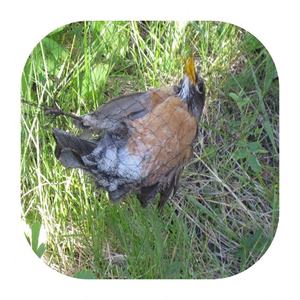 <span class=keywords><strong>Red</strong></span> <span class=keywords><strong>de</strong></span> Trampa para Pájaros Dahuka <span class=keywords><strong>de</strong></span> 15x15 mm <span class=keywords><strong>con</strong></span> Bolsillos, 3x12 Metros - Product Image 2