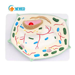 Modelo de enseñanza de modelo de célula vegetal de ciencia médica, espécimen microscópico de planta, modelo de enseñanza de SIDA - Product Image 1