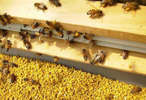 Polline d'Api di Loto Naturale, Polline Monorigine ≥90%, Proteine ≥20%, Umidità ≤8%, Materia Prima Commestibile di Polline Arancione-Giallo - Product Image 5
