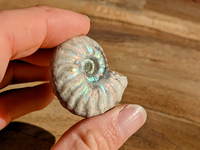 Vente en gros d'ammonites fossiles naturelles aux couleurs arc-en-ciel, spécimens de coquillages pr'historiques pour la décoration de la maison et la guérison Reiki