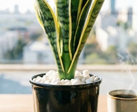 Plante en pot 'Tongue of the Mother-in-law' pour intérieur, purificateur d'air, faible entretien, décoration pour la maison, le bureau, le jardin, verdure, feuillage ornemental