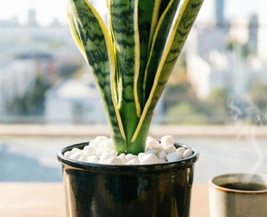 Planta en maceta 'Mother in Law Tongue' purificadora <span class=keywords><strong>de</strong></span> aire para interiores, <span class=keywords><strong>de</strong></span> bajo mantenimiento, decoración para el hogar, oficina, jardín, follaje ornamental. - Product Image 5