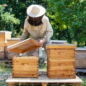 Thiết bị nghề nuôi ong hộp ong gỗ <span class=keywords><strong>BEE</strong></span> <span class=keywords><strong>Hive</strong></span> hộp ong cho tổ ong bằng gỗ <span class=keywords><strong>BEE</strong></span> <span class=keywords><strong>Hive</strong></span> hộp gỗ lưu trữ hộp - Product Image 2
