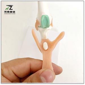 Modelo de Hueso y Ligamento Canino de Tamaño Real para Enseñanza Veterinaria en Escuelas y Hospitales - Product Image 3