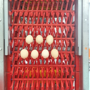 Cage à poulets automatique de type H pour poules pondeuses, avec ramassage automatique des œufs, <span class=keywords><strong>poulailler</strong></span> pour 15 000 oiseaux, 380V, économie de main-d'œuvre - Product Image 2
