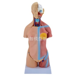 Torso hermafrodita de 45 cm con 23 modelos de órganos internos. Modelo anatómico de torso humano masculino y femenino con estructura interna femenina - Product Image 1