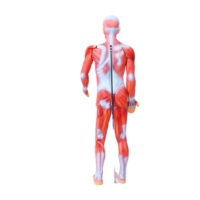Vente directe des fabricants, aides pédagogiques biomédicales pour les lycées, modèle de mannequin anatomique du corps humain entier, en PVC.