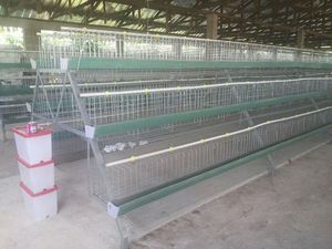 Gia cầm Thiết Bị một loại hai lớp gà lồng với hệ thống tự động - Product Image 6