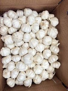 MEILLEUR PRIX - Ail frais biologique naturel blanc et blanc pur de qualité standard européenne en gros, provenant de Chine - Product Image 3
