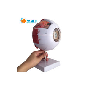 Modelo <span class=keywords><strong>de</strong></span> Globo Ocular Ampliado 6 Veces para Enseñanza <span class=keywords><strong>de</strong></span> Oftalmología, Popular <span class=keywords><strong>en</strong></span> Fábrica, Yulin Medical Science, YL-03017 Henan - Product Image 1
