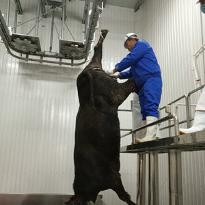 <span class=keywords><strong>Abattoir</strong></span> à bétail avec équipement d'abattage de bovins - Product Image 2
