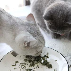 Prodotti alimentari e bevande di <span class=keywords><strong>erba</strong></span> <span class=keywords><strong>gatta</strong></span> - Product Image 4