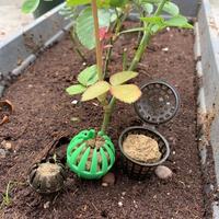 Panier à engrais en plastique robuste et durable pour la fertilisation des plantes