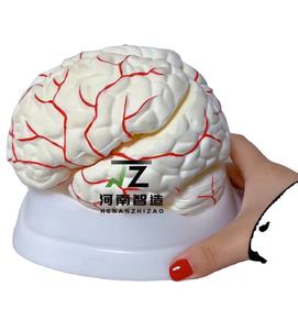 หุ่นจำลองกายวิภาคสมองขนาดเท่าของจริง (8 ส่วน พร้อมฐาน) - แบบจำลองการสอนทางการแพทย์ขั้นสูงทำจาก PVC สำหรับใช้ในโรงเรียนและโรงพยาบาล - Product Image 4