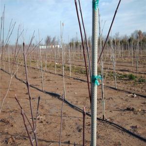 Tige de frp solide flexible tiges rondes en fibre de verre tiges en fibre de verre - Product Image 5