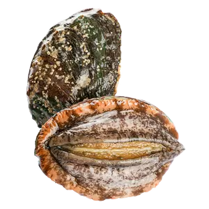 Abalone In Shells Wholesale Abalone Haliotis In Shells Frozen Abalone In With Shell