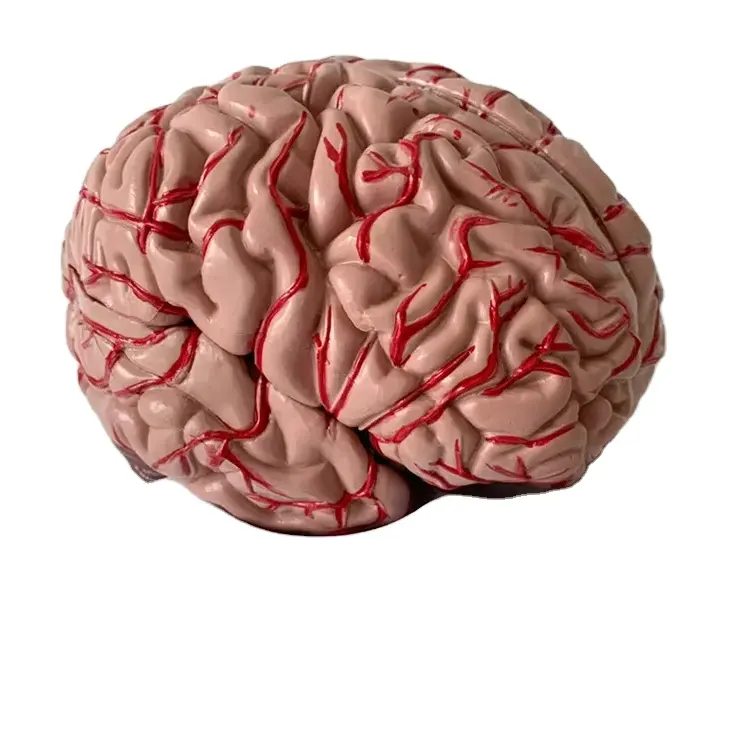 Ensinando Ciências Médicas modelo do cérebro Anatômico Humano 3D Plástico cérebro Modelo educacional PVC modelo do cérebro humano